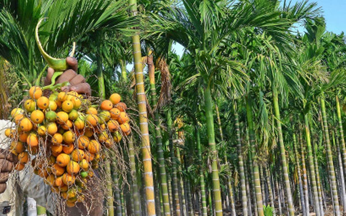 Areca Nut Farming In Bangalore